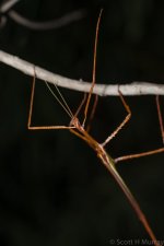 SHM_6577.jpg