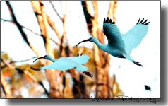 White Ibus in Flight.jpg
