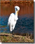Great Egret 03.jpg