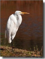 Great Egret 04.jpg