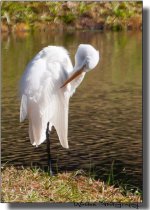 Great Egret 06.jpg