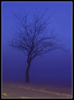Day351Fog.jpg