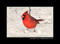 Cardinal-M.jpg