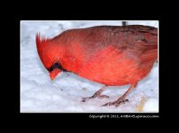 Cardinal-M1.jpg