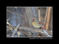 Cardinal-F1.jpg