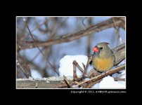 Cardinal-F2.jpg