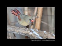 Cardinal-F3.jpg