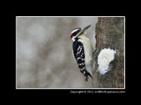 WOODPECKER.jpg