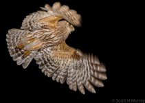 SHM_6756-3.jpg