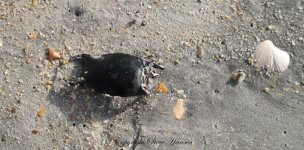 IMG_0067.jpg