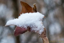 DSC_6193.jpg
