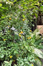 oranges-1.jpg