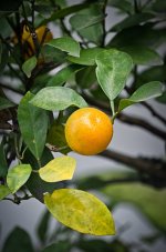 oranges1-1.jpg