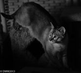 Siamese cat.jpg