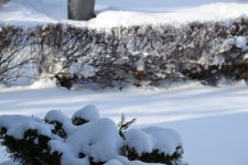 DSC_0955.jpg