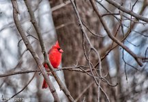 Cardinal.jpg