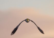 SHM_7232.jpg
