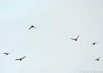 SHM_7272.jpg