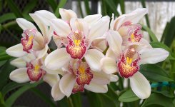 orchids19Dec2013.jpg