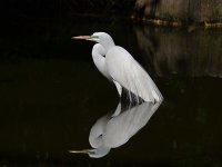 egret and stump.jpg
