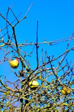 Late apples.jpg