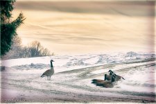 _D805281-Edit.jpg
