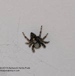 352 Spider-131220_01.jpg