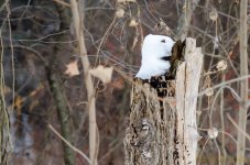 DSC_9353.jpg