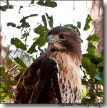 Red Wing Hawk.jpg