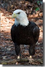 American Bald Eagle 3.jpg