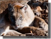 Florida Panther 1.jpg
