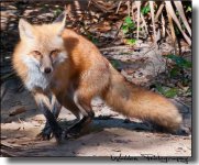 Red Fox 2.jpg