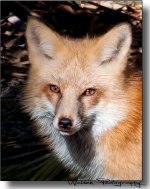 Red Fox 1.jpg