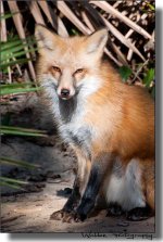 Red Fox 5.jpg