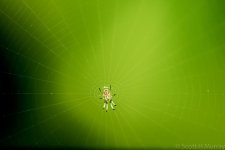 SHM_7658.jpg