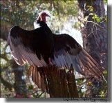 Black Vulture 2.jpg