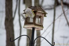 DSC_6265.jpg