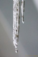 DSC_6276.jpg