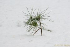 DSC_6278.jpg