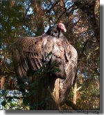 Vulture 1.jpg