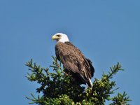 American Bald Eagle (Maine).jpg American Bald Eagle (Maine).jpg