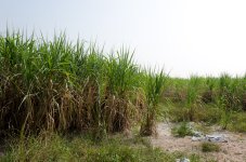 sugarcane-1.jpg