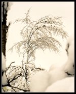 Day357Orchard2.jpg