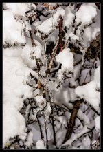 Day357Orchard3.jpg