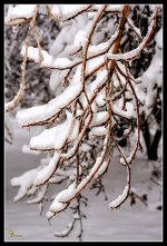 Day357Orchard4.jpg