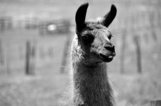 Bulls farm. B&W.jpg