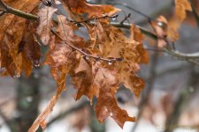 DSC_6320.jpg