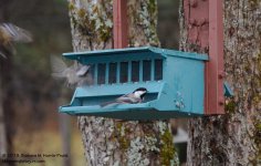 355 Chickadee-131223-01_01.jpg