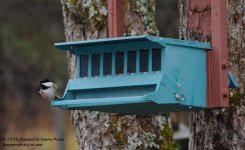 355 Chickadee-131223-02_01.jpg