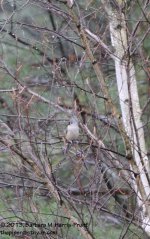 355 Tufted Titmouse-131223_01.jpg